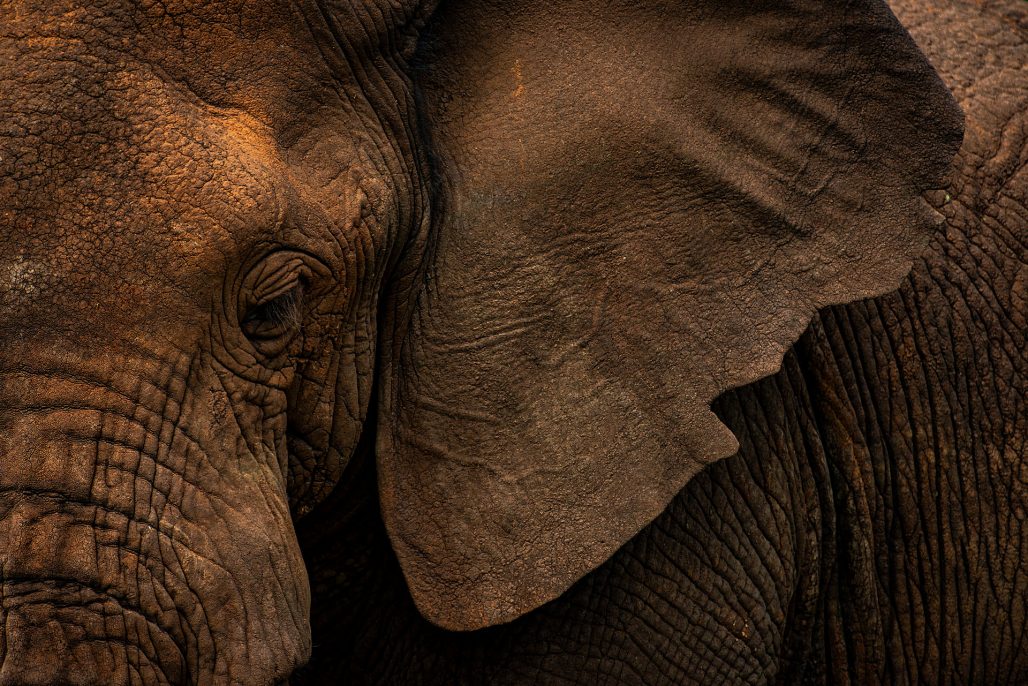 Wildlife close-up of the head of an African elephant. Photographed in the Massai Mara.