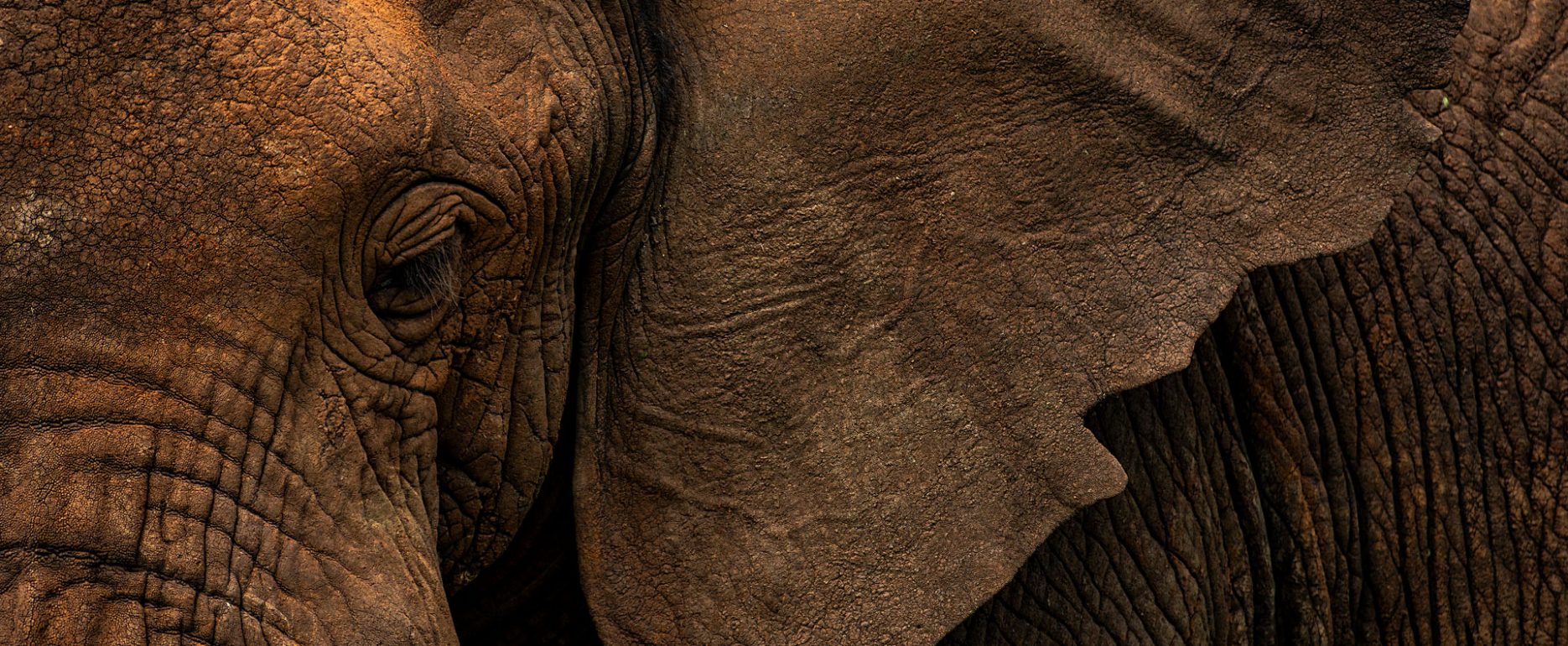 Wildlife close-up of the head of an African elephant. Photographed in the Massai Mara.
