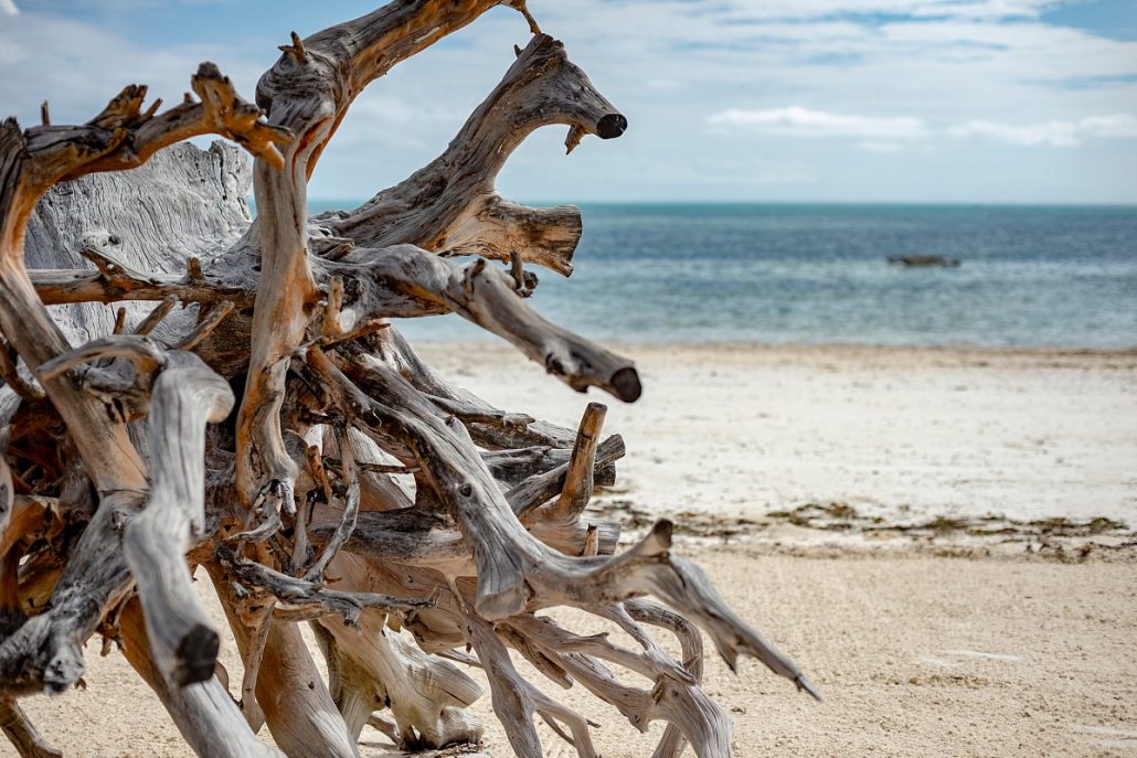Landscape photograph of tree roots of a driftwood on a beach.