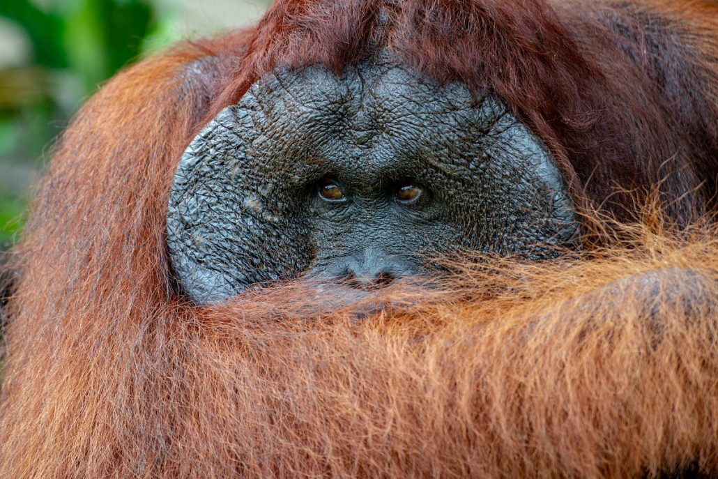 Wildlife close up of a male orangutan.