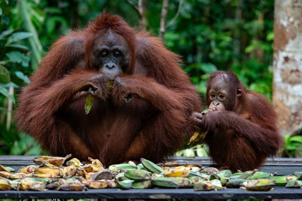 Wildlife shot of an orangutan mother with her child eating bananas.