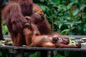 Wildlife shot of an orangutan mother with her child eating bananas.