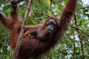 Wildlife shot of a female orangutan with her offspring.