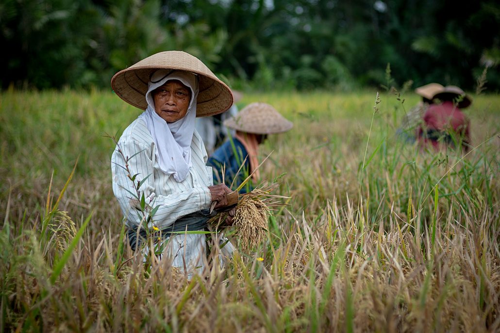 Portrait of an Indonesian farmer's wife wearing a hat during the harvest in a rice field.