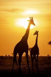 Wildlife photo of two giraffes in front of the setting sun.