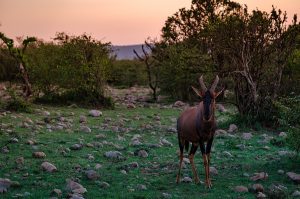 Wildlife shot of a topi antelope at sunset.