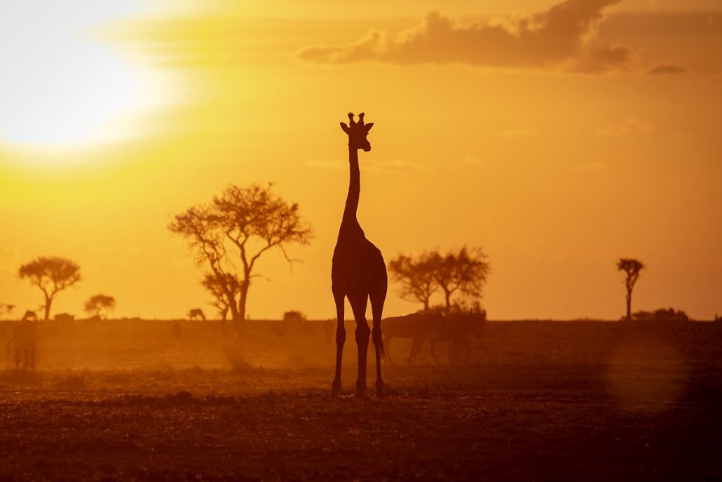 Wildlife photo of a giraffe in front of the setting sun.