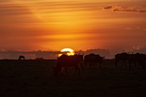 Wildlife shot of the silhouettes of a herd of wildebeest at sunset.