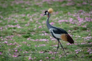 Wildlife shot of a gray crowned crane in a flower field.