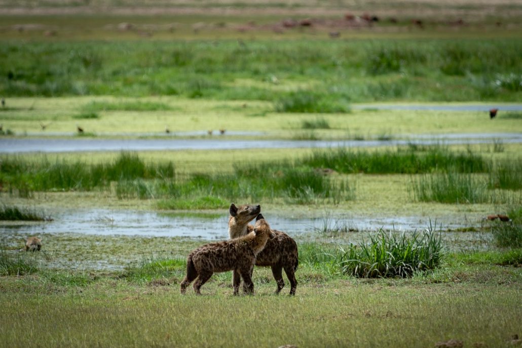 Wildlife shot of two hyenas licking themselves after a bath.