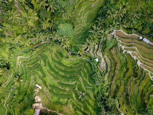 Aerial view of green rice terraces.