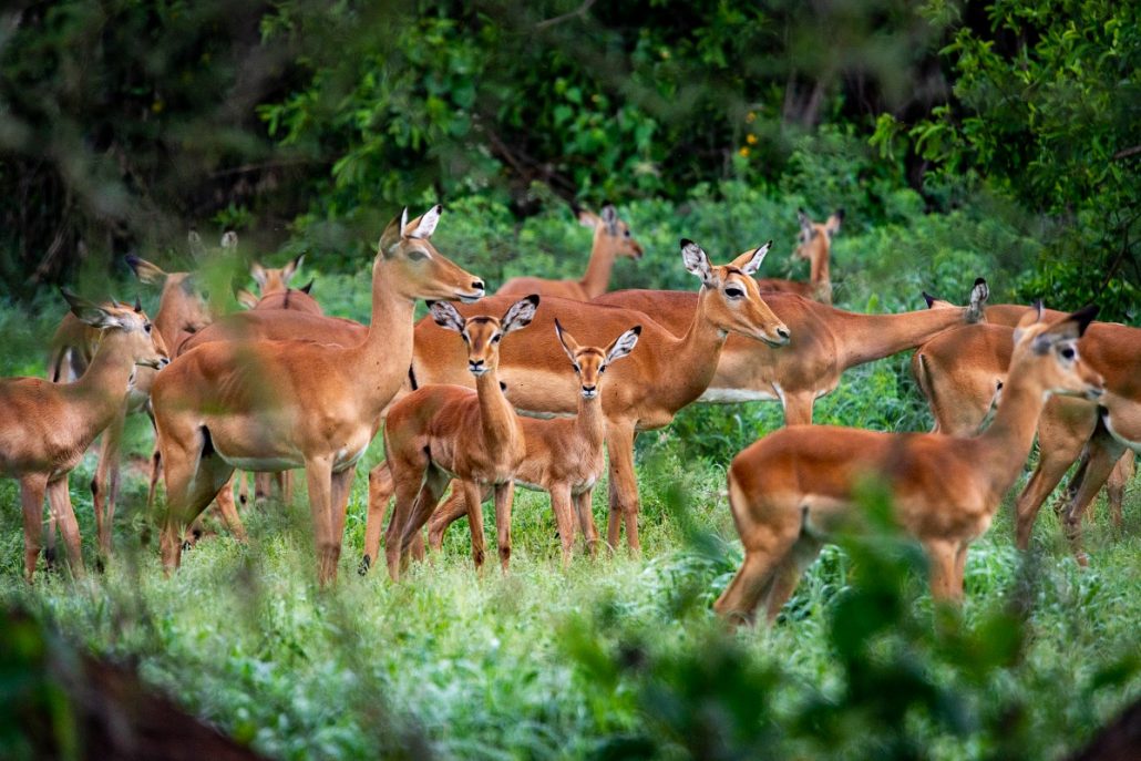 Wildlife shot of a herd of antelopes.
