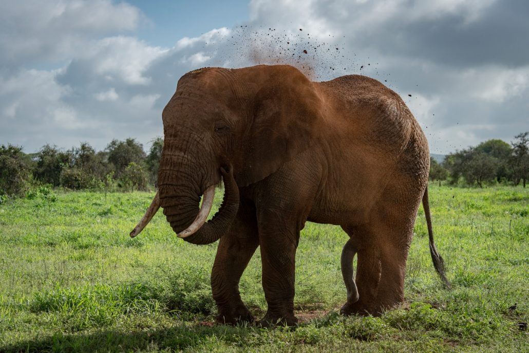 Wildlife shot of a bull elephant throwing mud at itself.