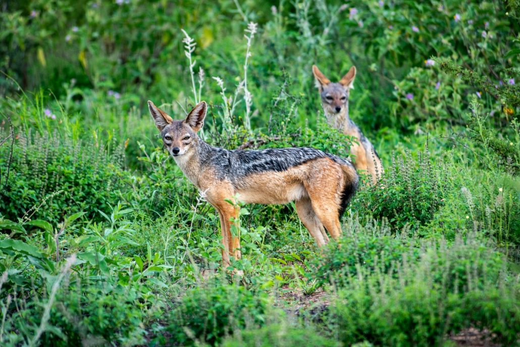 Wildlife shot of two coyotes in front of green bushes.