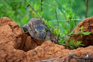 Wildlife shot of a Savannah monitor lizard.