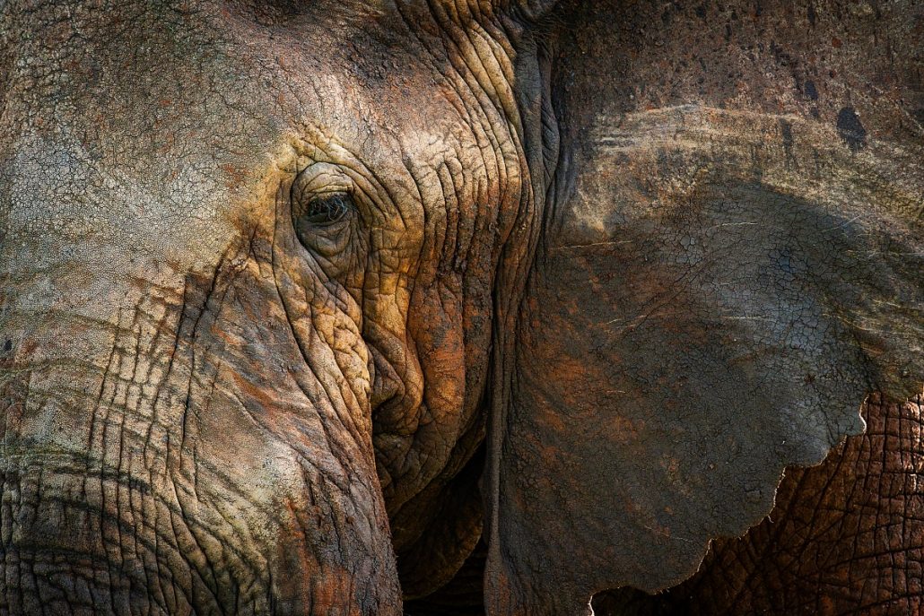 Wildlife close-up of the head of an African elephant.