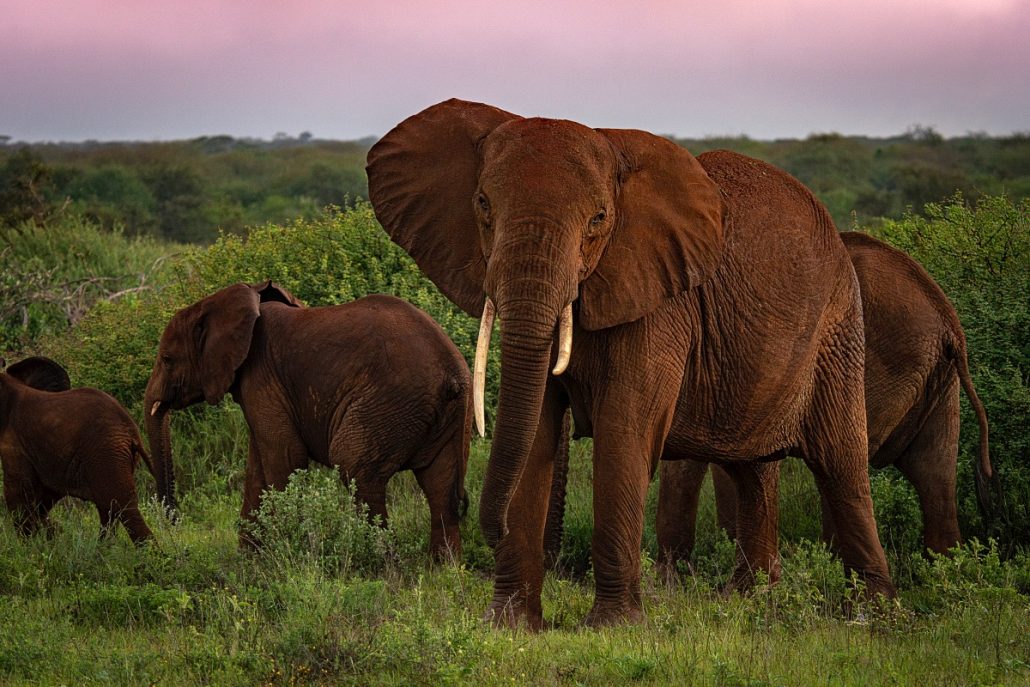 Wildlife photo of a herd of elephants in the sunset.