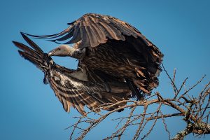 Wildlife shot of a vulture.