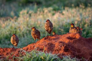 Wildlife shot of yellow-necked spurfowls in the morning sun.