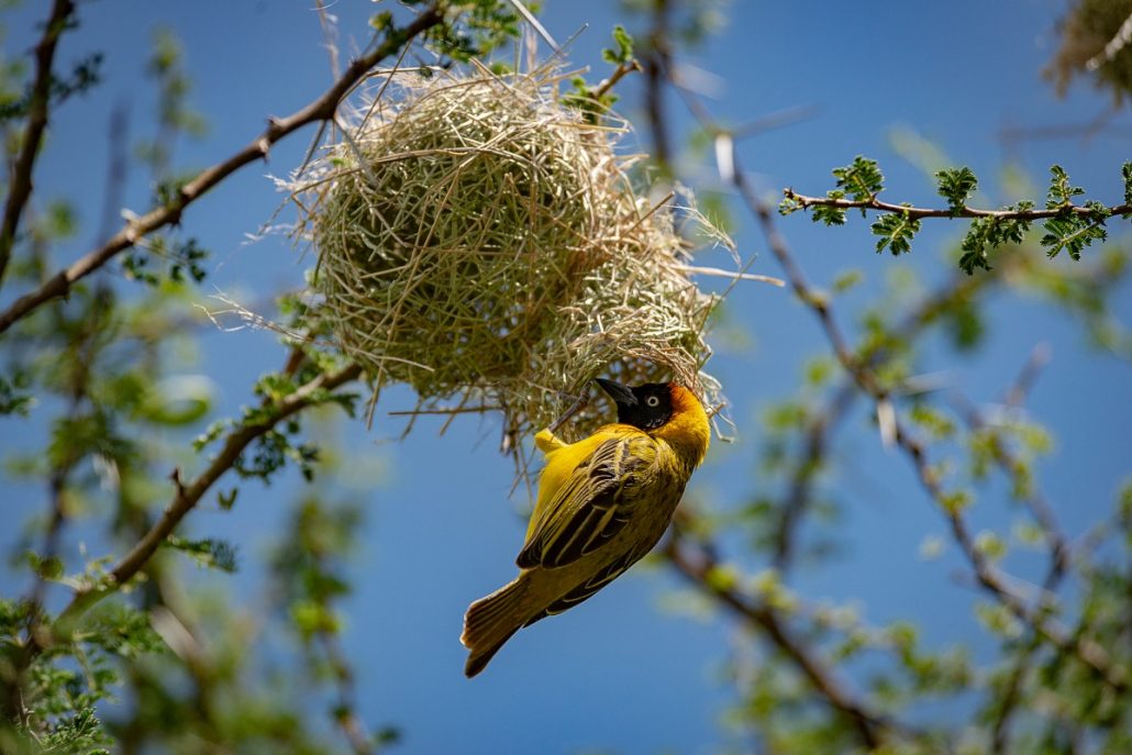 Wildlife photo of a yellow weaver bird building its nest.