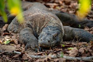 Wildlife shot of a Komodo dragon.