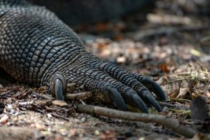 Wildlife shot of a Komodo dragon.