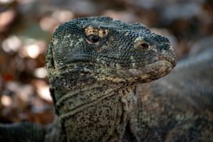 Wildlife shot of a Komodo dragon.
