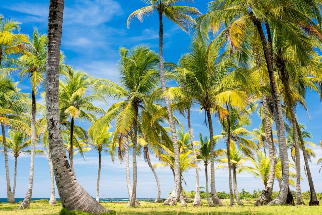 Landscape photograph of palm trees on an island.