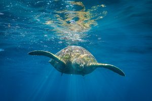 Underwater shot of a turtle diving in the sea.