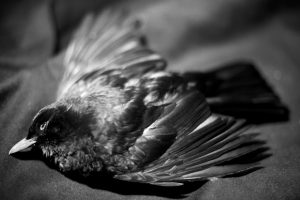 Photographed by Philippe Gueib featured by dudewithcamera