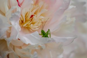 Wildlife shot of a green grasshopper in a flower.