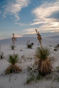 Landscape shot of plants on white dunes.
