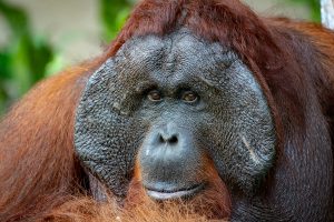 Wildlife close up of a male orangutan.