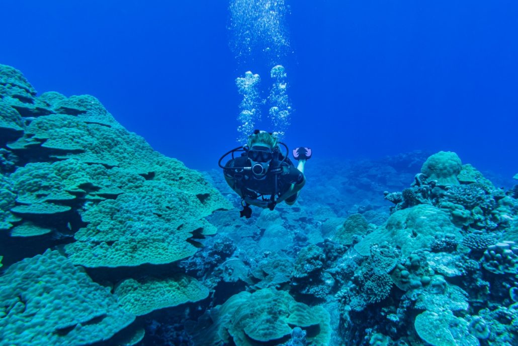 Underwater shot of a female diver between corals.