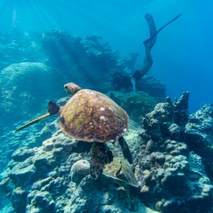 Underwater shot of a turtle diving in the sea.