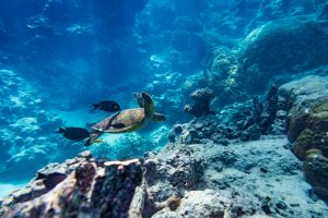 Underwater shot of a turtle diving in the sea.