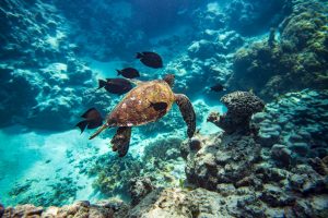 Underwater shot of a turtle diving in the sea.