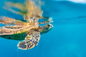 Underwater shot of a turtle diving in the sea.