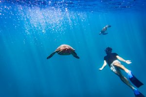 Underwater shot of two turtles diving in the sea.