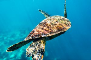 Underwater shot of a turtle diving in the sea.
