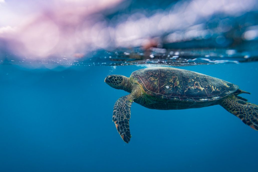 Underwater shot of a turtle diving in the sea.