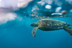 Underwater shot of a turtle diving in the sea.