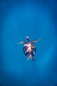 Underwater shot of a turtle diving in the sea.