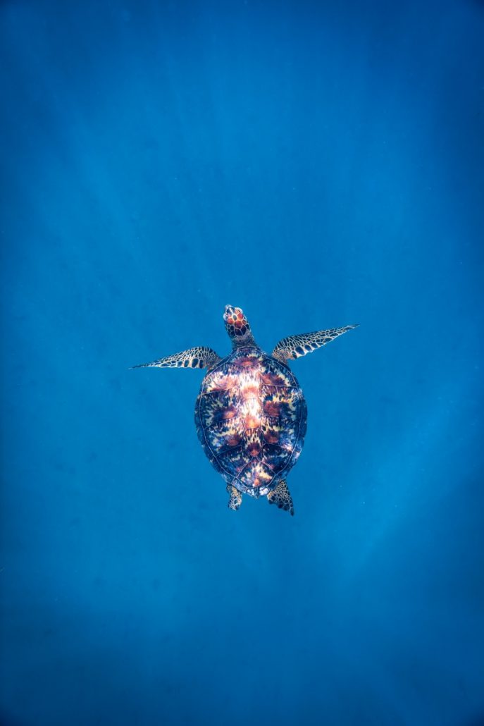 Underwater shot of a turtle diving in the sea.
