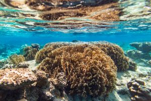 Underwater shot of a reef with small fish.