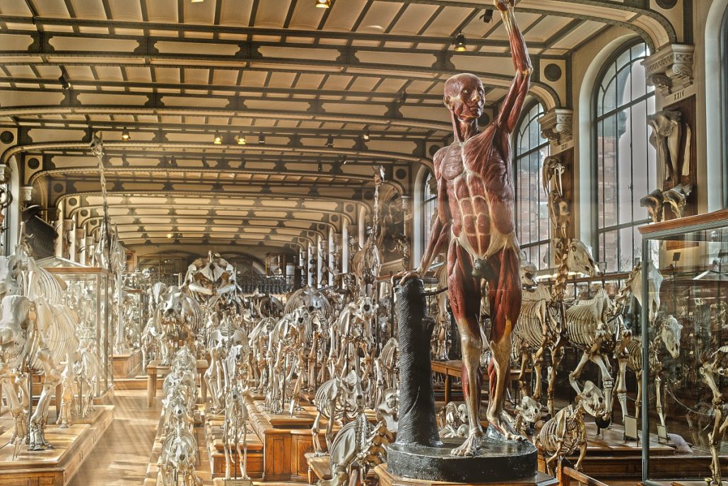 Urban shot of a human figure in front of animal skeletons.