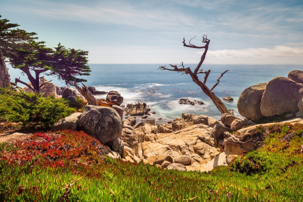 Landscape shot of a rugged coast with a dead tree.