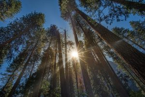 Backlight shot of the sun in a forest.