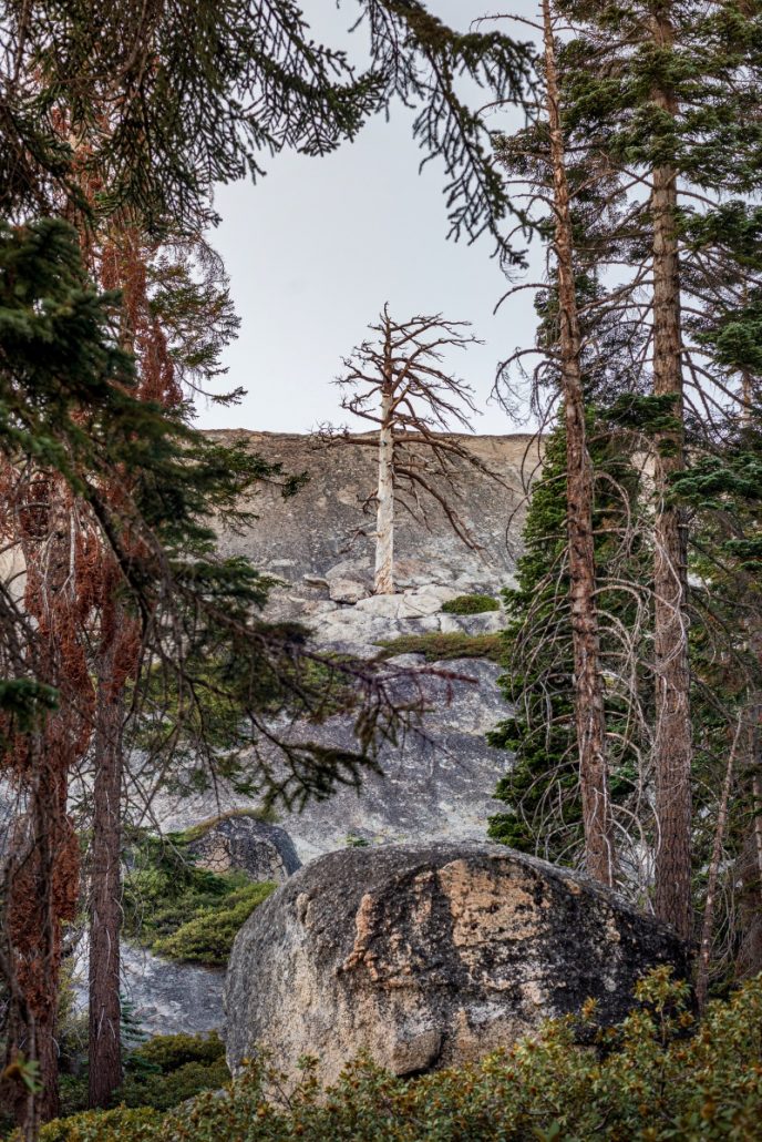 Landscape shot of a single dead tree on a rock.