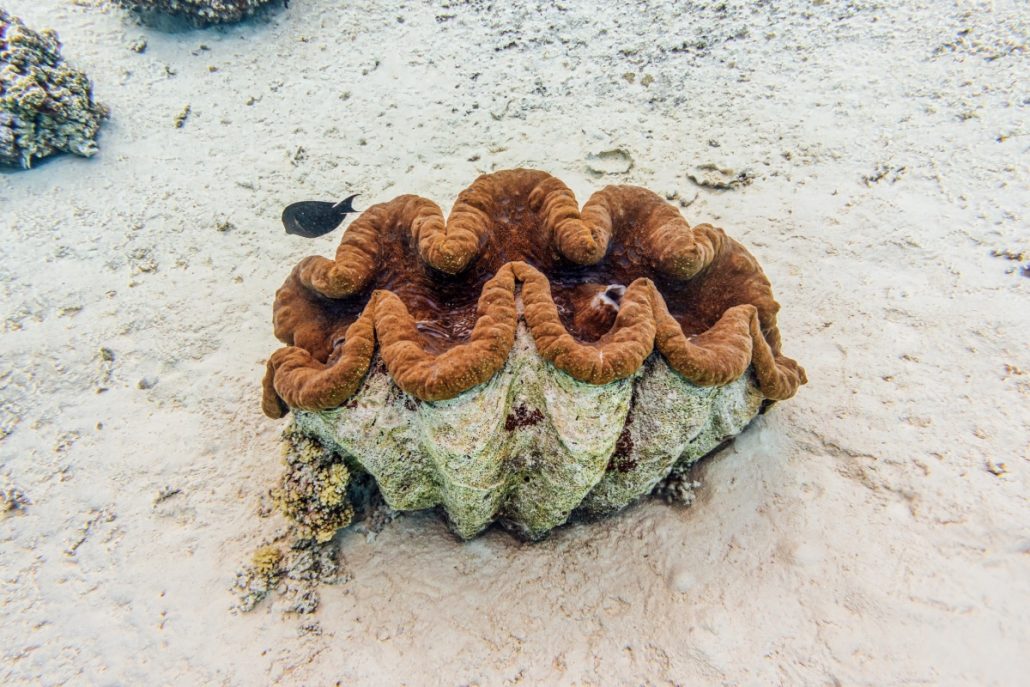 Underwater shot of a giant clam (Tridacninae).
